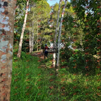 Runner Photo 4274