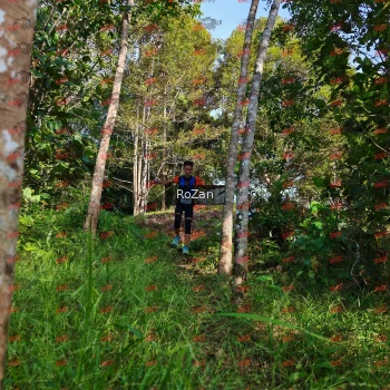 Runner Photo 4277