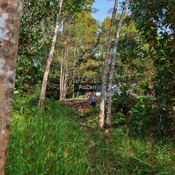 Runner Photo 4279