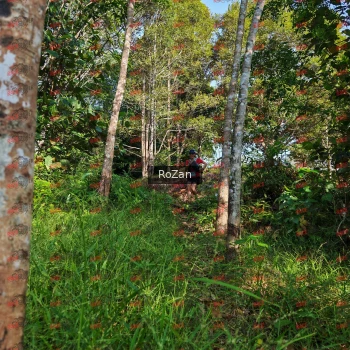 Runner Photo 4281