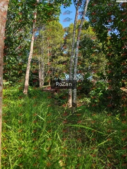 Runner Photo 4302