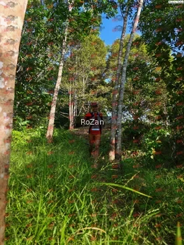 Runner Photo 4324