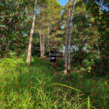 Runner Photo 4329