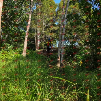 Runner Photo 4335
