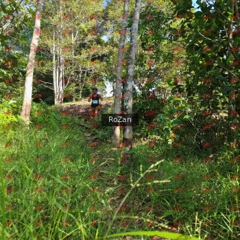 Runner Photo 4342