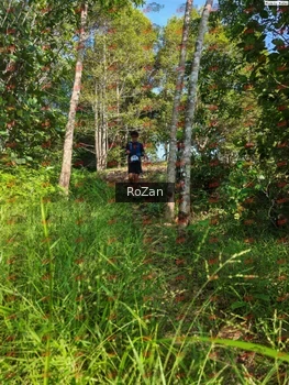 Runner Photo 4344