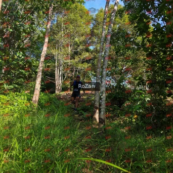 Runner Photo 4350