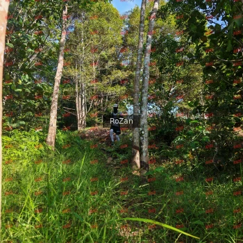Runner Photo 4355
