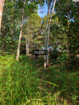 Runner Photo 4359