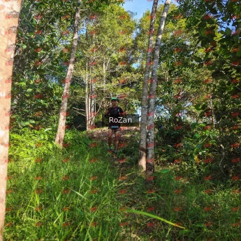 Runner Photo 4363