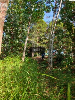 Runner Photo 4378