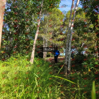 Runner Photo 4383