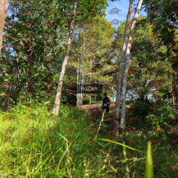 Runner Photo 4388