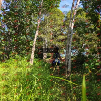 Runner Photo 4389