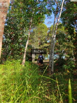 Runner Photo 4393