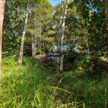 Runner Photo 4402