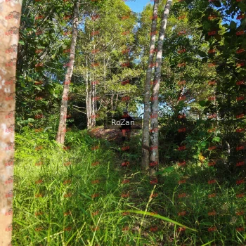 Runner Photo 4411