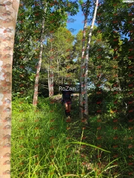 Runner Photo 4412