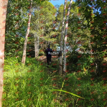 Runner Photo 4414