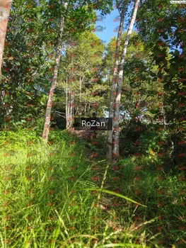Runner Photo 4421