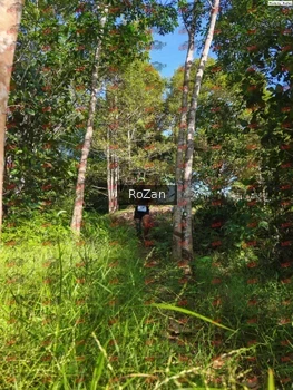 Runner Photo 4433