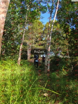 Runner Photo 4450
