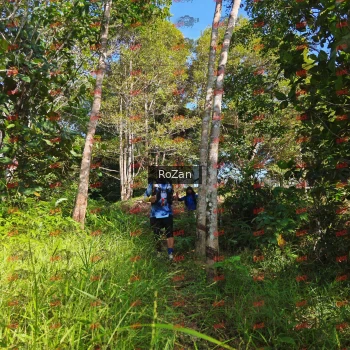 Runner Photo 4457