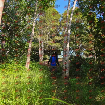 Runner Photo 4460