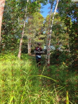 Runner Photo 4485
