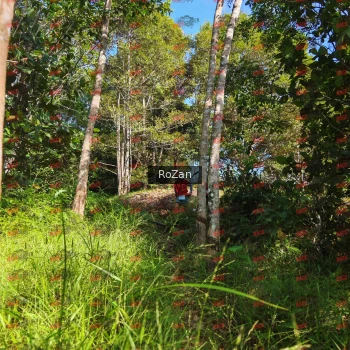 Runner Photo 4514