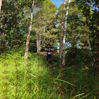 Runner Photo 4542