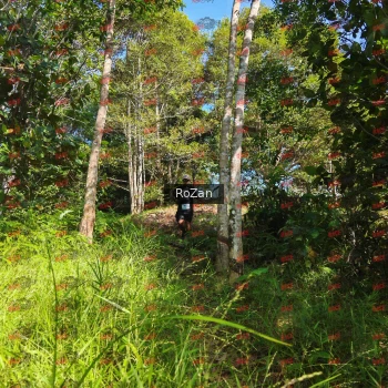 Runner Photo 4554