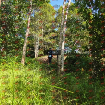 Runner Photo 4644