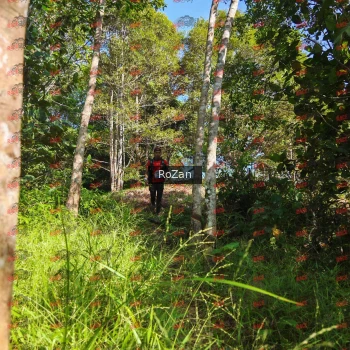 Runner Photo 4665