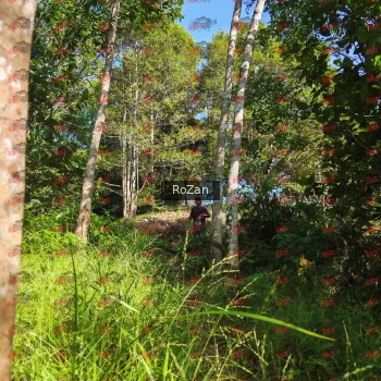 Runner Photo 4674