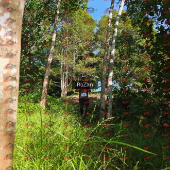 Runner Photo 4676