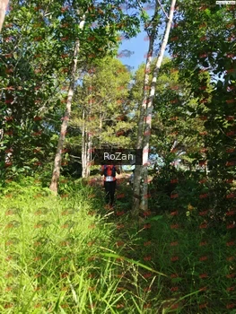 Runner Photo 4703
