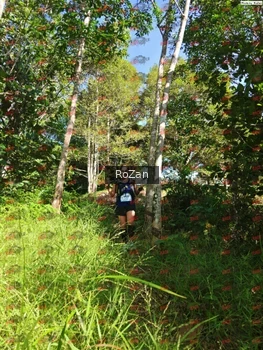 Runner Photo 4725