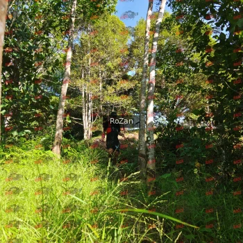 Runner Photo 4736