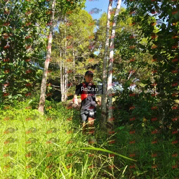 Runner Photo 4739