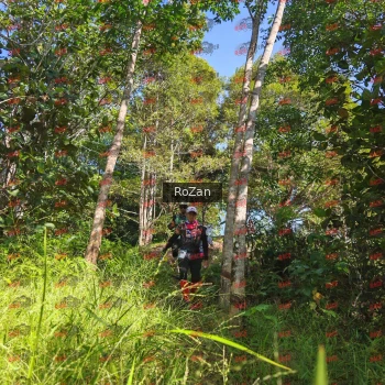 Runner Photo 4768