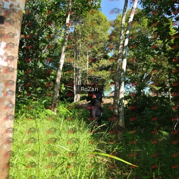 Runner Photo 4892