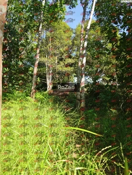 Runner Photo 4910