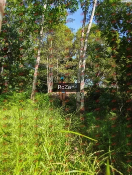 Runner Photo 4916