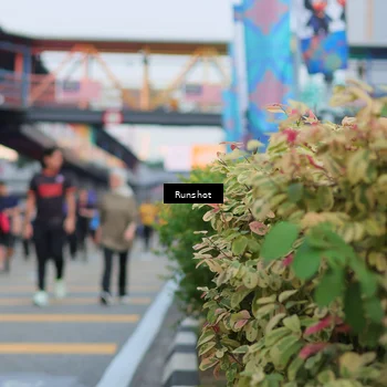 Runner Photo 5037312