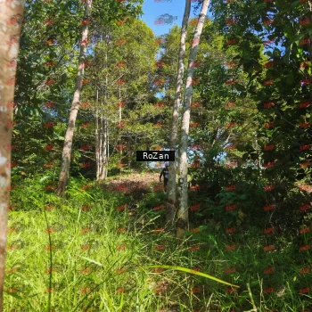 Runner Photo 5064
