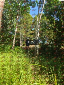 Runner Photo 5078