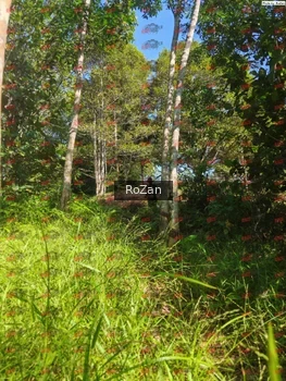Runner Photo 5082