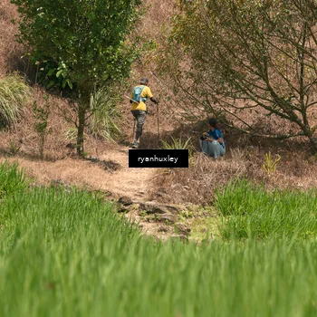 Runner Photo 5197291