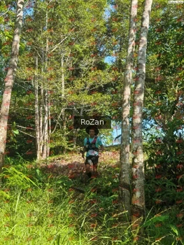 Runner Photo 5204